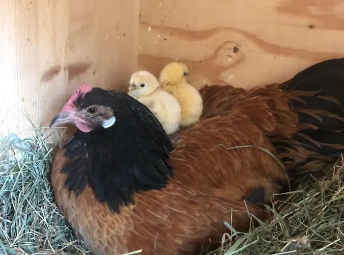 Apartment Granbichlhof *