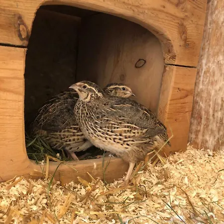 Granbichlhof Lägenhet Sölden