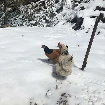 Granbichlhof Lägenhet *
