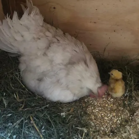 Granbichlhof 아파트 *