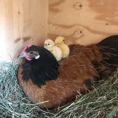 Lägenhet Granbichlhof *