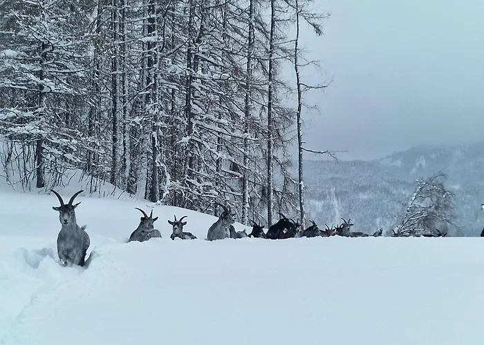 Granbichlhof Appartement *