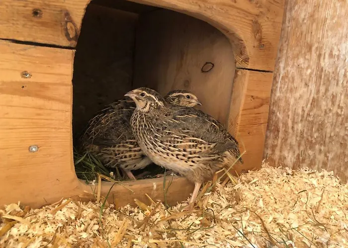 Granbichlhof Appartement Sölden