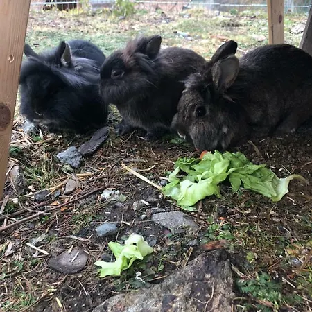 Апартаменты Granbichlhof Зёльден